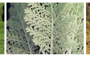 Photograph Triptych