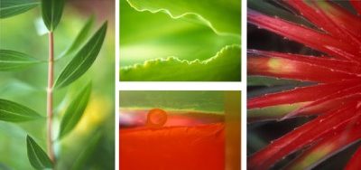 Guestroom  4 part tropical floral photographic giclee on canvas