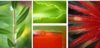 4 piece Hawaiian Floral Photograph